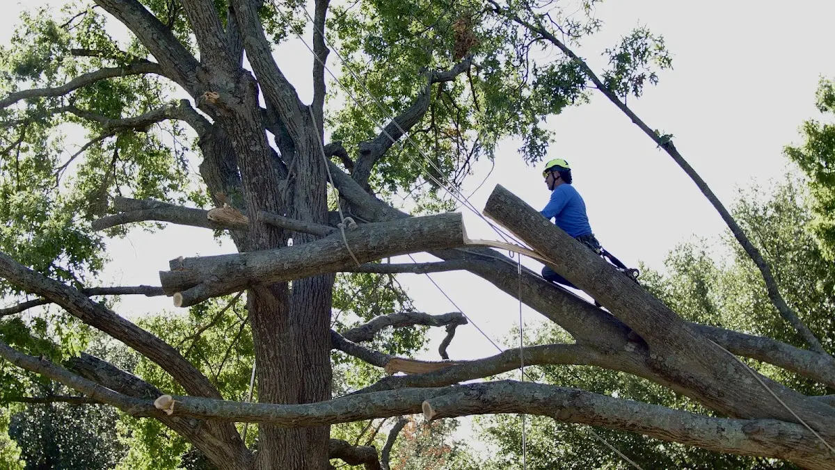 Professional Crown Thinning performed by certified arborists in Freelandville