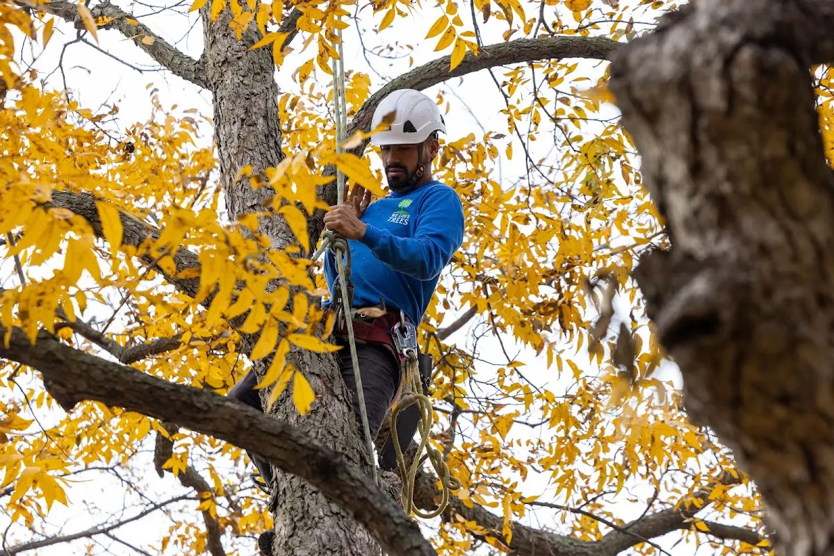 Skilled Tree Trimming crew working in Freelandville