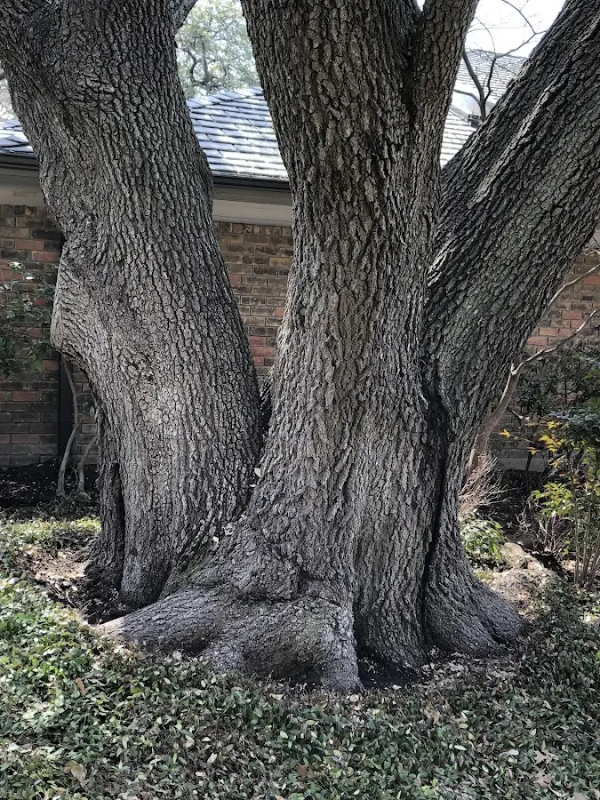 Mature heritage tree close to a Freelandville property cared for by certified arborists